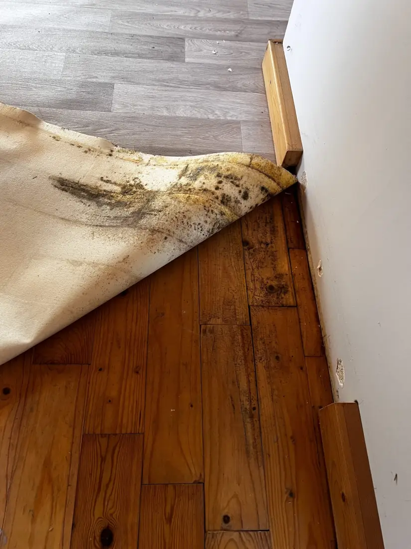Aangepakte hoek zonder vocht of schimmel